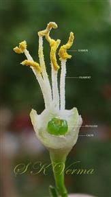  Flower (Male) with Calyx, Stamens and Pistillode